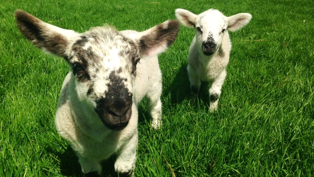 Sunshine and new lambs in Co Louth (Pic: Padraig Hanratty)