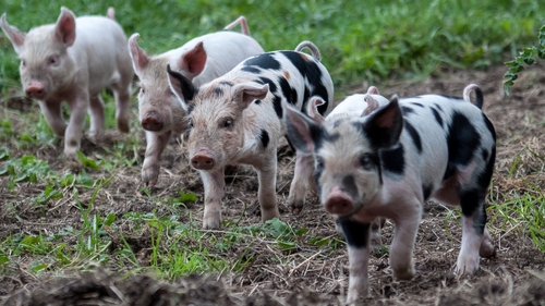 Newborn piglets in Co Roscommon (Pic: Trevor Dubber)