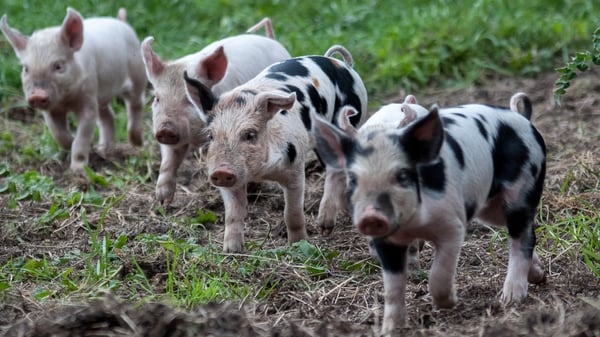 Newborn piglets in Co Roscommon (Pic: Trevor Dubber)