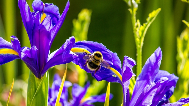 A bumblebee spotted in Athenry, Co Galway (Pic: Brendan McGuinness)