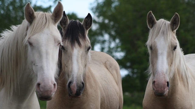 Three horses in Tullamore, Co Offaly (Pic: Ann Mitchell)