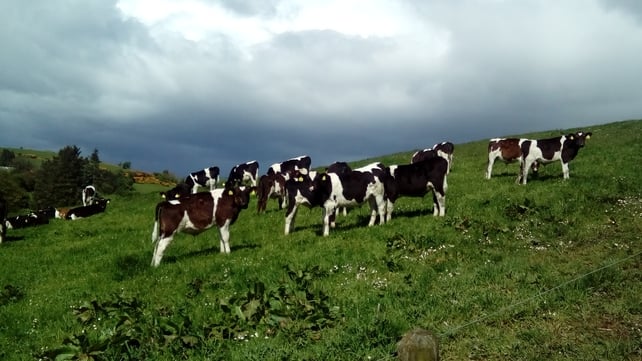 Cattle spotted in Borrisoleigh, Co Tipperary (Pic: Els Vande Velte)