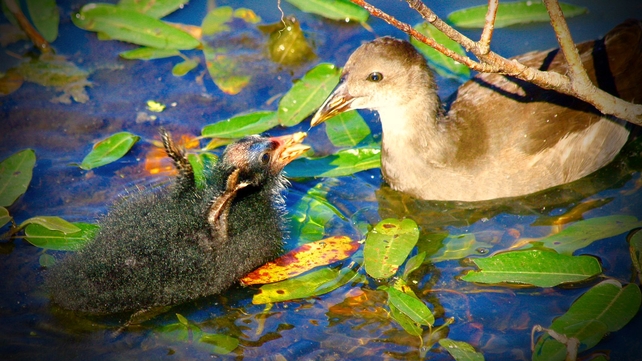 A waterhen and her chick in Skerries Millpond, Co Dublin (Pic: Bernard Gillespie)