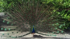 One of Dublin Zoo's peacocks (Pic: Derek Niland)