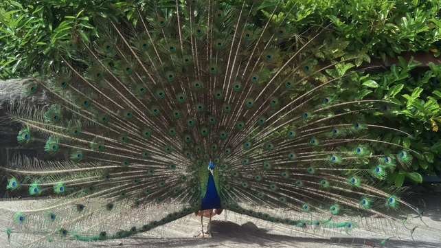 One of Dublin Zoo's peacocks (Pic: Derek Niland)
