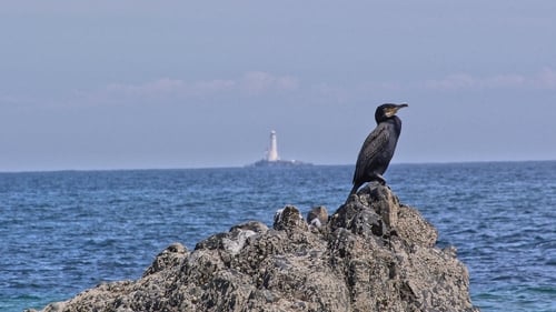 A comorant at Tuskar Rock Lighthouse, Co Wexford (Pic: Matthew Boyce)