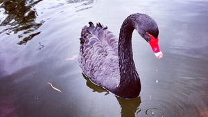 A black swan at Fota Wildlife Park, Co Cork (Pic: Dave Higgins)