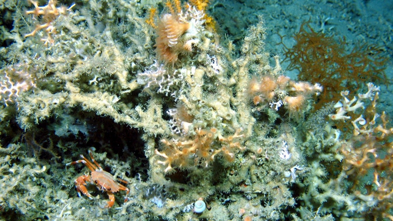 The coral was found on a submerged vertical cliff 800m below the surface of the sea (Pics: UCC Marine Institute)