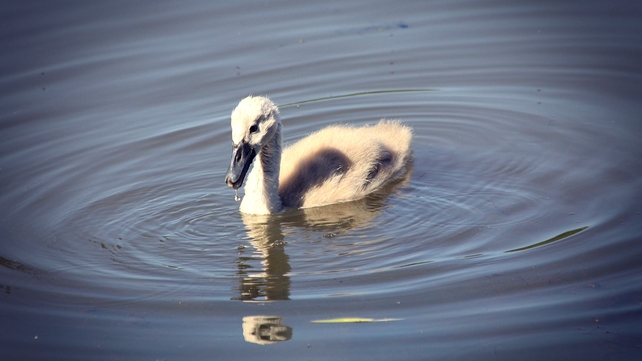 A cygnet spotted in Skerries, Co Dublin (Pic: Bernard Gillespie)