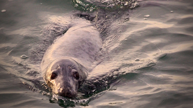 A seal hunting for fish off the coast of Skerries, Co Dublin (Pic: Bernard Gillespie)