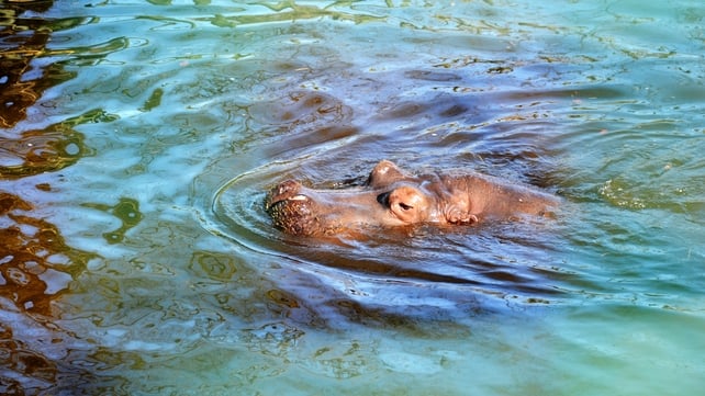 One of Dublin Zoo's hippos (Pic: Cashel O'Toole)