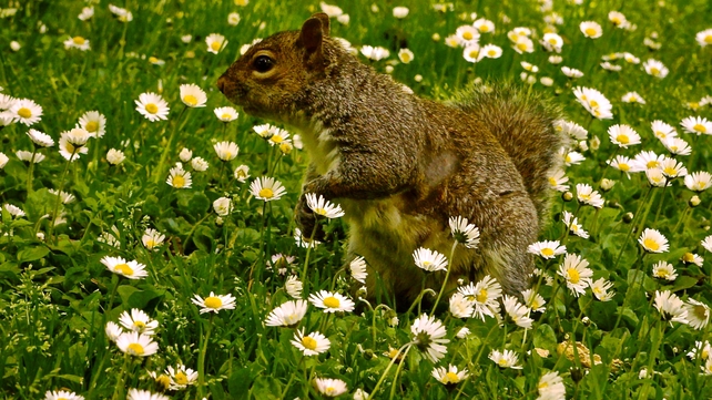 A squirrel in the Botanic Gardens, Co Dublin (Pic: Helen Cahill)