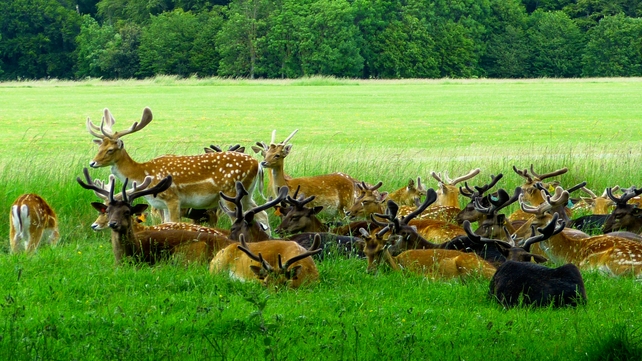 A herd of deer in Dublin's Phoenix Park (Pic: Tony Finn)