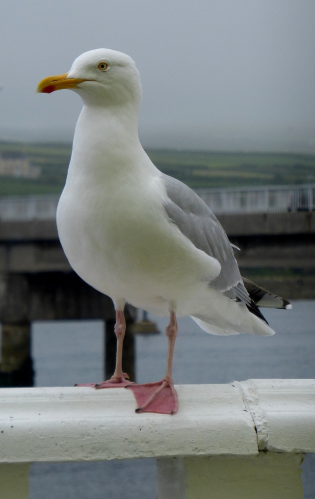 A seagull spotted in the Ring of Kerry (Pic: Ita Hannon)