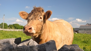 A bull spotted in Co Clare (Pic: Oliver Hickey)