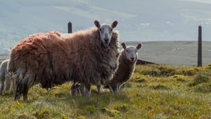 Sheep spotted in Kippure, Co Wicklow (Pic: Chris Walker)