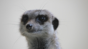 One of Dublin Zoo's meerkats (Pic: Susanna Braswell)