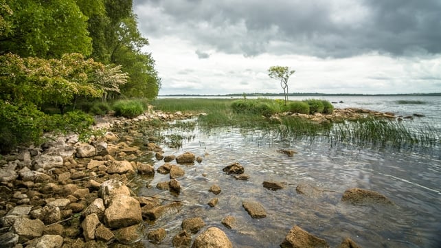A view from Portumna Forest Park, Co Galway (Pic: Larry Morgan)