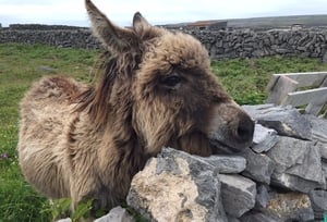 A donkey on Inis Mór, Aran Islands (Pic: James Egan)