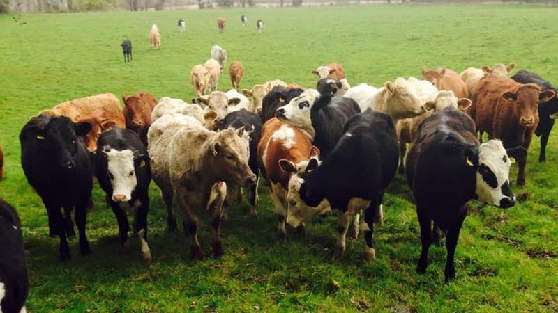 75 cattle and 25 sheep were stolen