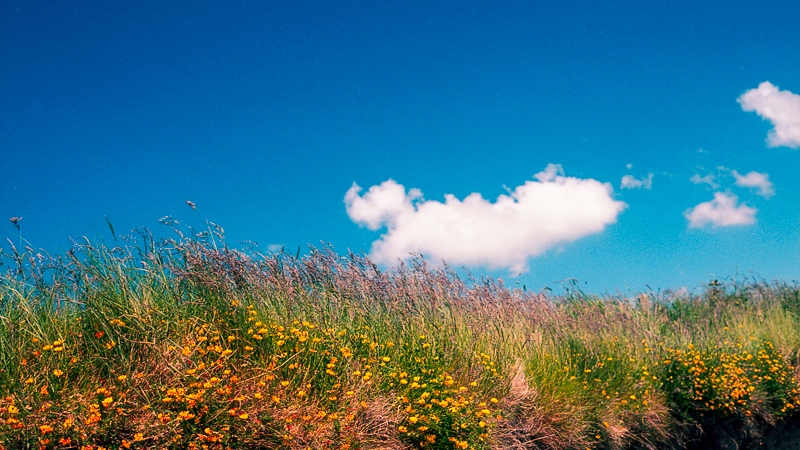 Wild flowers at the Old Head of Kinsale, Co Cork (Pic: Michael Gissane)