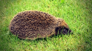 A hedgehog spotted in Rush, Co Dublin (Pic: Bernard Gillespie)