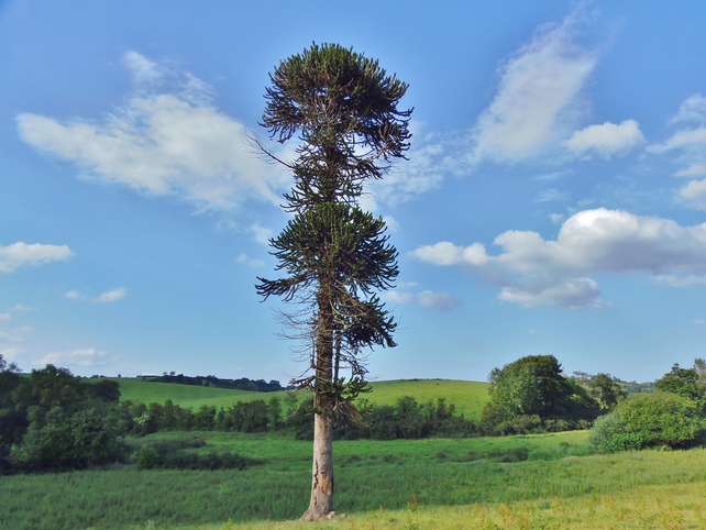 Monkey puzzle tree in Ballybay, Co Monaghan (Pic: James Flanagan)