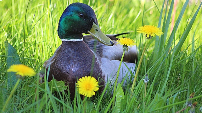 'Say it with Flowers', Galway city (Pic: Sean Lally)
