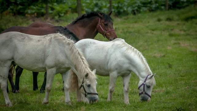 Horses graze at Esker Monastery in Athenry, Co Galway (Pic: Larry Morgan)