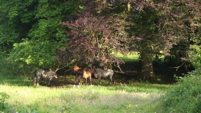 Horses in shelter at Bloomfield House, Mullingar (Pic: Philip Curry)