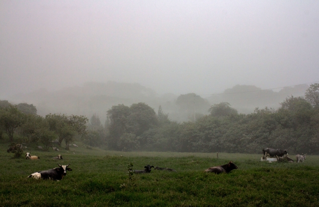 Farm covered with ash of the Fire Volcano in San Antonio community, Colima State, Mexico