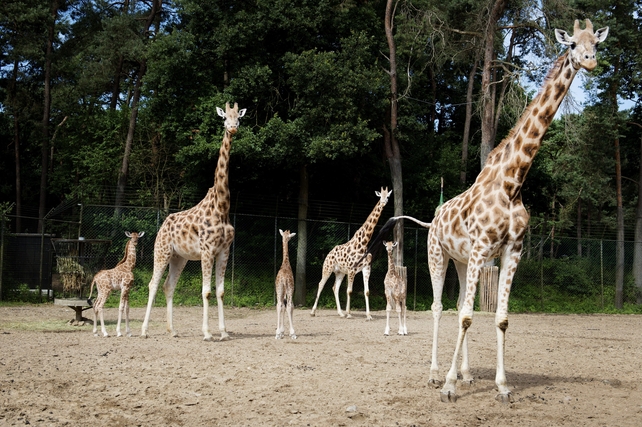 Three giraffe calves walk outside for the first time at Burgers' Zoo in Arnhem