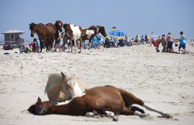 Wild horses relax on a beach near sunbathers on Assateague Island, Maryland