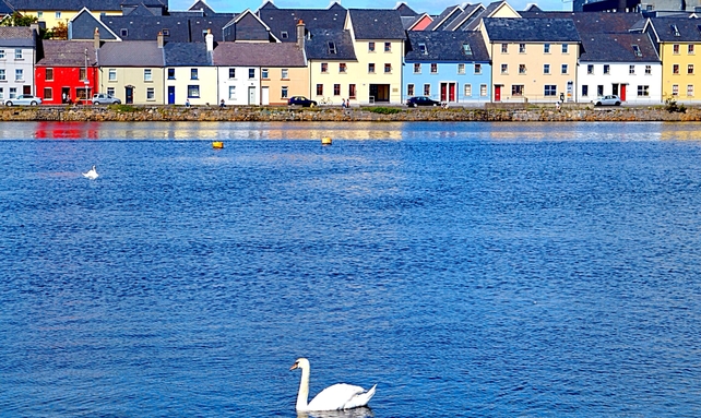 Swans at the Long Walk, Claddagh, Galway (Pic: Stacey Nolan)