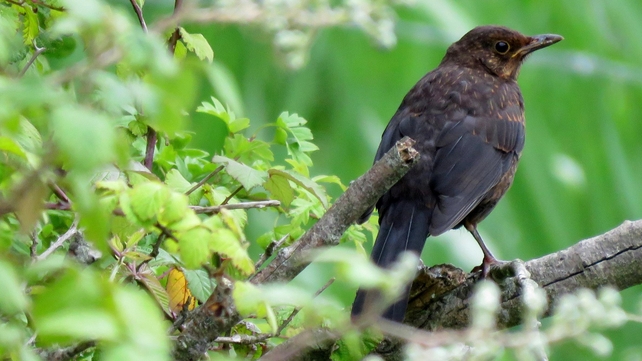 A young blackbird in the wild (Pic: Brian Keeley)