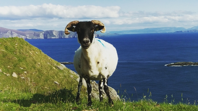Leanne Gaughren sent in this snap of a sheep near Keem Bay on Achill island