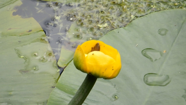 A water lily in the pond at Altamont Gardens, Co Carlow (Pic: Patrick O'Beirne)