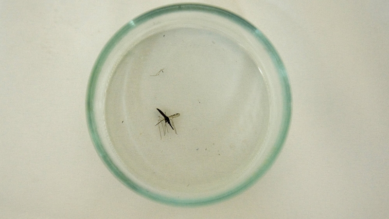 Malaria killed an estimated 584,000 people in 2013