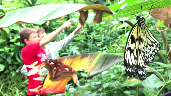 Ireland's oldest butterfly farm is set to close