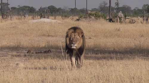 International outcry over death of Cecil the lion