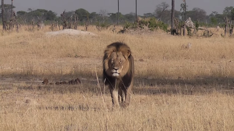 Cecil was killed by US hunter Walter James Palmer on 1 July