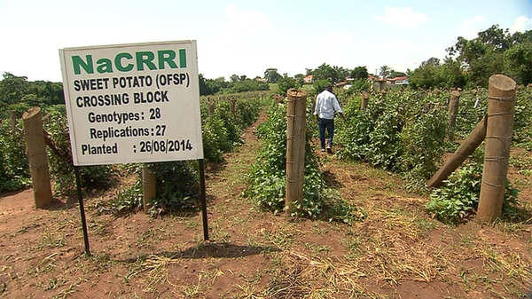 Uganda hoping to reap benefits of farming innovation