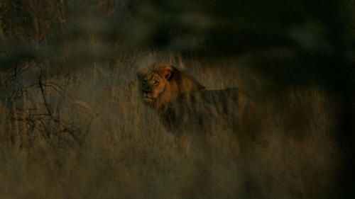 Jericho was photographed by the WildCRU research team (Pic: WildCRU)