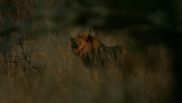 Jericho was photographed by the WildCRU research team (Pic: WildCRU)