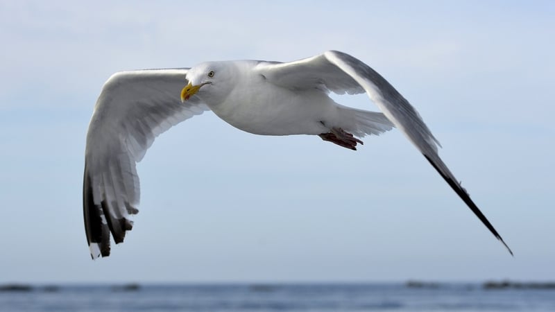 The gull in question is believed to have been a great black-backed gull