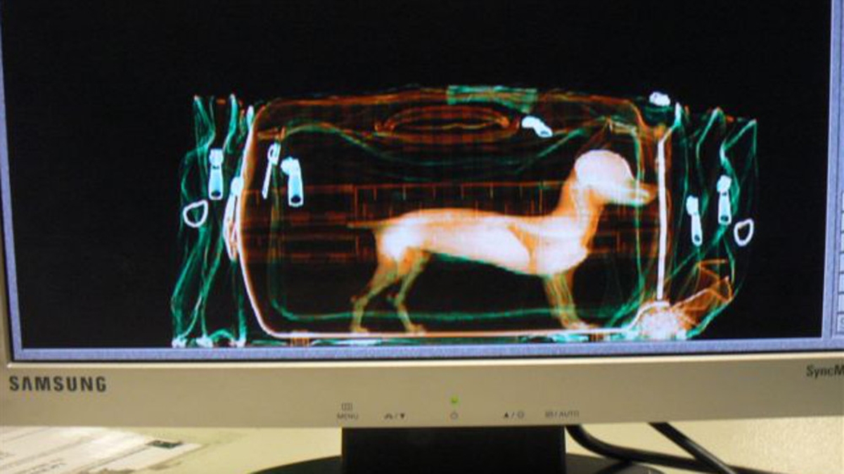 Get My Chihuahua To Malaga!