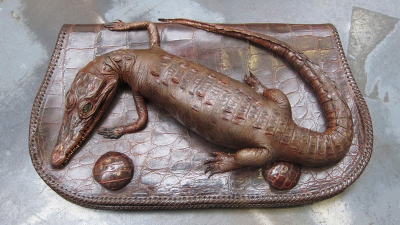 21 seizures of endangered species have been made over the past two-and-a-half years