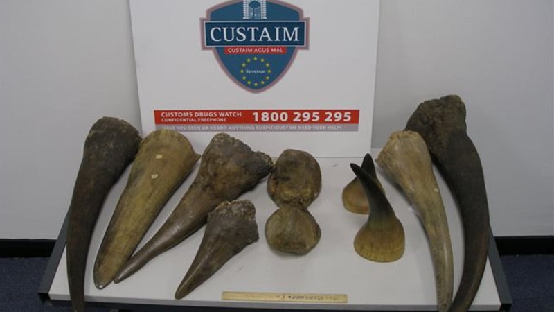 Adharca srónbheannach a bhí le díol ag coirpigh i Sasana