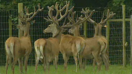 Deer