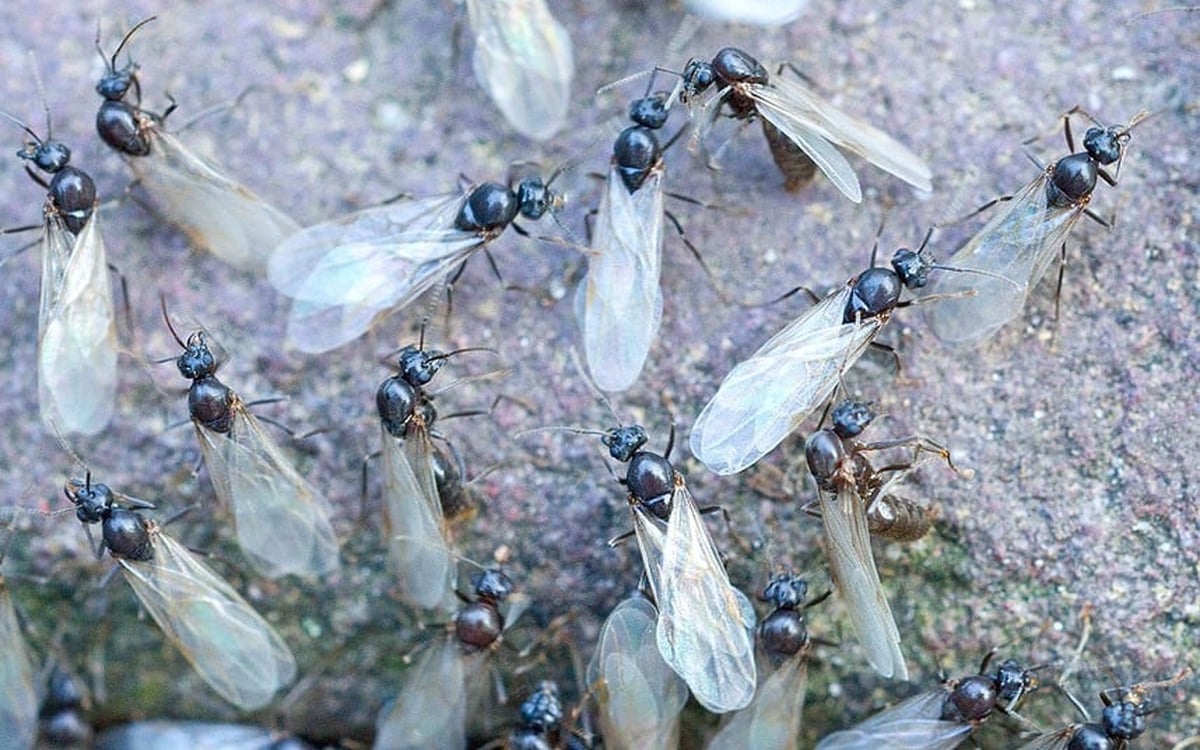 Flying Ants: Summer menace or amazing natural phenomenon 